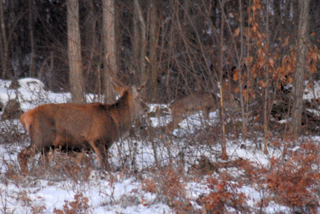 PASSIONE PER IL CERVO